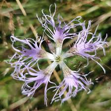Image result for Dianthus superbus