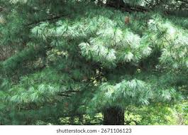 Attēlu rezultāti vaicājumam “Pinus sibirica”