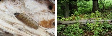 Attēlu rezultāti vaicājumam “Scardia boletella exuvia”