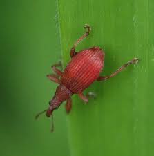 Attēlu rezultāti vaicājumam “Apion sp.”