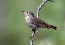 Image result for Catharus minimus