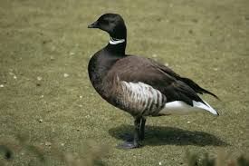 Attēlu rezultāti vaicājumam “Branta bernicla”