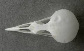 Attēlu rezultāti vaicājumam “Anthus trivialis”