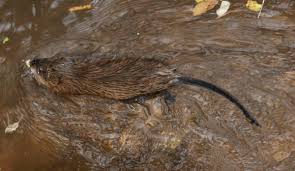 Attēlu rezultāti vaicājumam “Ondatra zibethicus”