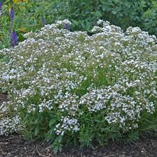 Attēlu rezultāti vaicājumam “Gypsophila paniculata”