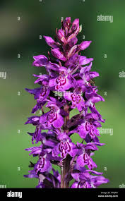 Attēlu rezultāti vaicājumam “Dactylorhiza majalis subsp. baltica flower”