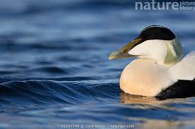 Attēlu rezultāti vaicājumam “Somateria mollissima”