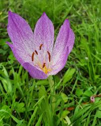 Attēlu rezultāti vaicājumam “Colchicum luteum flower”