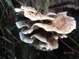 Attēlu rezultāti vaicājumam “Postia undosa”