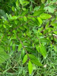 Attēlu rezultāti vaicājumam “Lonicera caerulea var. pallasii leaf”