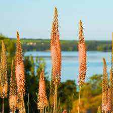 Image result for Steppenkerze