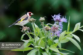 Attēlu rezultāti vaicājumam “Carduelis carduelis adult”