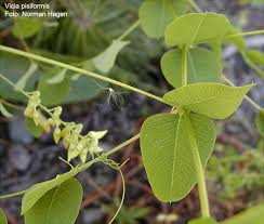 Attēlu rezultāti vaicājumam “Vicia pisiformis”