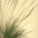 Attēlu rezultāti vaicājumam “Nardus stricta leaf”