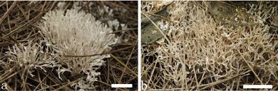 Attēlu rezultāti vaicājumam “Trechispora mollusca”