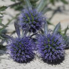 Image result for Edeldistel