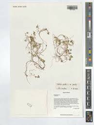 Attēlu rezultāti vaicājumam “Callitriche verna”