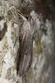 Attēlu rezultāti vaicājumam “Cucullia umbratica”