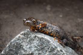 Attēlu rezultāti vaicājumam “Triturus cristatus”