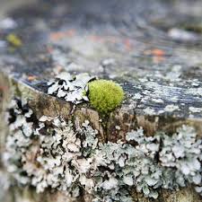 Attēlu rezultāti vaicājumam “Antrodia malicola”