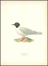 Attēlu rezultāti vaicājumam “Larus minutus”