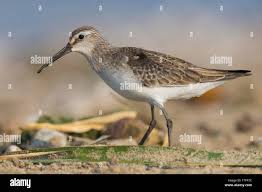 Attēlu rezultāti vaicājumam “Calidris ferruginea”