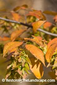 Attēlu rezultāti vaicājumam “Carpinus caroliniana female flower”