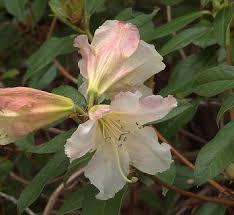 Attēlu rezultāti vaicājumam “Menziesia ferruginea flower”
