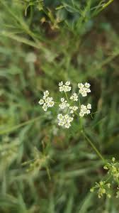 Attēlu rezultāti vaicājumam “Carum carvi flower”