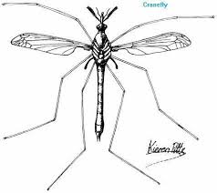 Attēlu rezultāti vaicājumam “Nematocera”
