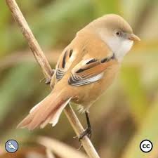 Attēlu rezultāti vaicājumam “Panurus biarmicus female”