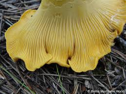 Attēlu rezultāti vaicājumam “Cantharellus cibarius”