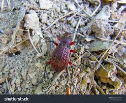 Attēlu rezultāti vaicājumam “Carabus hortensis”