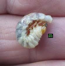 Attēlu rezultāti vaicājumam “Ceruchus chrysomelinus larva”