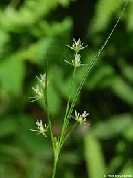 Attēlu rezultāti vaicājumam “Juncus nastanthus”