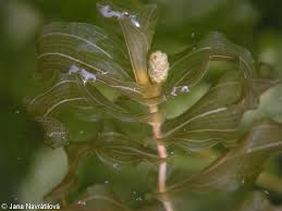 Attēlu rezultāti vaicājumam “Potamogeton perfoliatus flower”