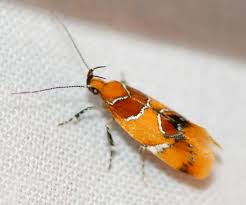 Attēlu rezultāti vaicājumam “Epicallima formosella”