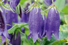 Image result for Campanula affinis