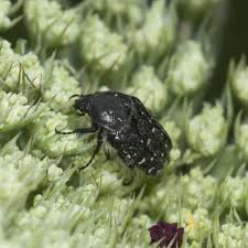 Attēlu rezultāti vaicājumam “Oxythyrea funesta”