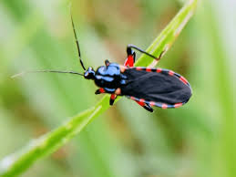 Attēlu rezultāti vaicājumam “Rhynocoris annulatus”