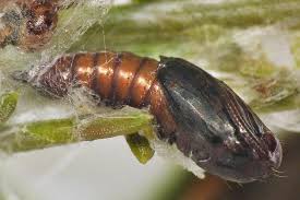 Attēlu rezultāti vaicājumam “Dichelia histrionana”