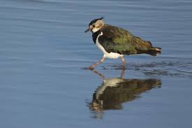 Attēlu rezultāti vaicājumam “Vanellus vanellus adult”