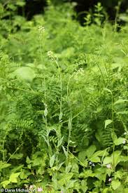 Attēlu rezultāti vaicājumam “Arabis glabra”