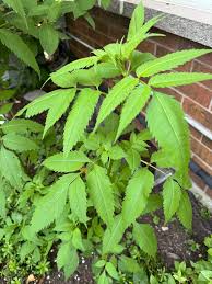 Attēlu rezultāti vaicājumam “Bidens frondosa leaf”