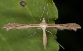 Attēlu rezultāti vaicājumam “Stenoptilia pterodactyla”