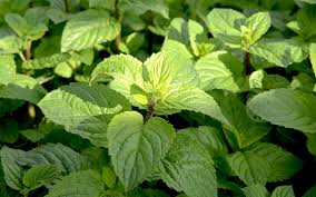 Image result for Pfefferminze