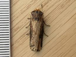 Attēlu rezultāti vaicājumam “Axylia putris”