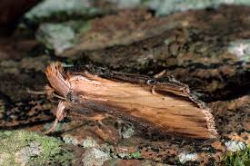 Attēlu rezultāti vaicājumam “Shargacucullia scrophulariae”