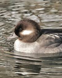 Attēlu rezultāti vaicājumam “Bucephala clangula male”