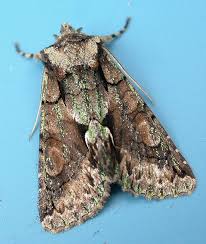 Attēlu rezultāti vaicājumam “Allophyes oxyacanthae”